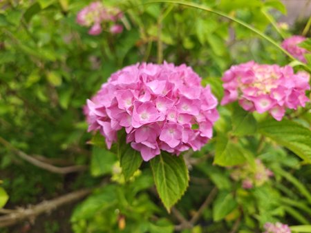 IMG_20230630_084802_50MP_raw.jpg