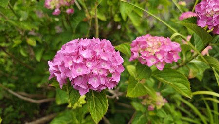 IMG_20230630_084730_raw.jpg
