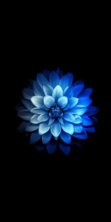 Abstract_Flower-wallpaper-11168820.jpg