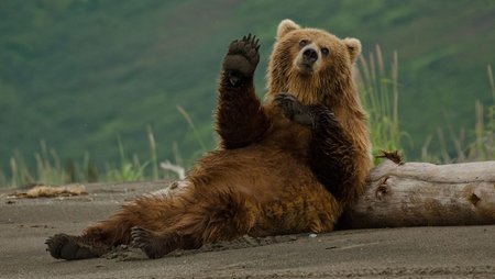 baer.jpg