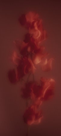 wallpaper_hazy_flower_dark.jpg