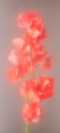 wallpaper_hazy_flower_light.jpg