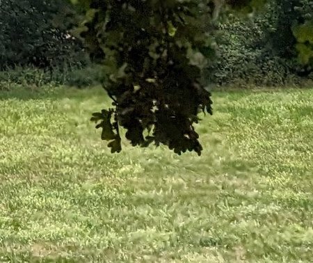 pixel1.jpg