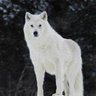 The White Wolf