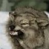 WWolf