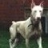 loisdobermann