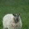 Balouderhund