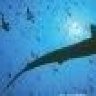 Divemasteronestar