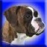 boxer