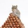 getnuts