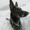 swissparelli