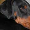 Dobermann996