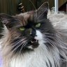 maine-coon