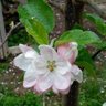 Nana2006