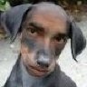 Don_Ron
