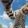 streifenleopard