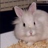 BonnieBO