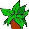 topfblume19