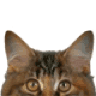 Purzelkater
