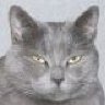 tomcat13