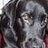 Black Lab