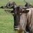 DrGnu