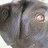 jennyhund