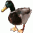 hallogallo