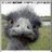 pinguin1111