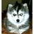 Wedelwolf