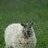 Balouderhund