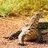 Varanus
