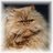 Luisekatze