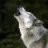 Wolfsaugen