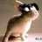 Brabbit