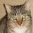 Wolfsspatz