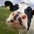 lxcow