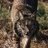 lynx_pardinus