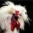 Mr. Chicken