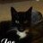 Joe-Cat