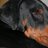 Dobermann996