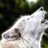 _wolven_