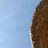 voip_ich