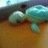 schildkrote