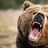 grizzly79