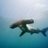sharkwater