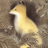 Metafox