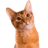 KatzenOhr