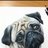 Frankithepug
