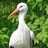 Klapperstorch